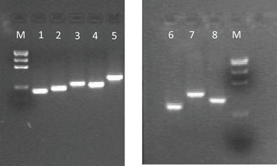 DRD1 and DRD2 Receptor Polymorphisms: Genetic Neuromodulation of the Dopaminergic System as a Risk Factor for ASD, ADHD and ASD/ADHD Overlap